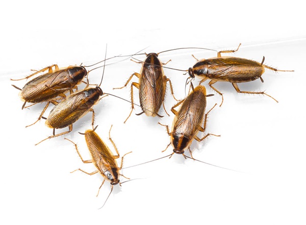 cockroach problem
